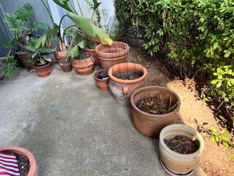 Planter pots FREE