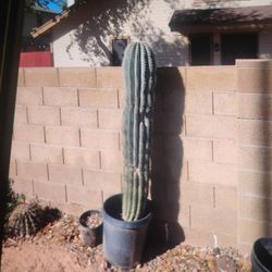 Cactus, Saguaro 5 ft.  2 count