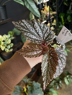 ✨ Begonia Maculata Pink Spot | Beningo✨ 