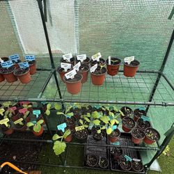 Plants, Garden Supplies And Small Business Merchandise ❤️