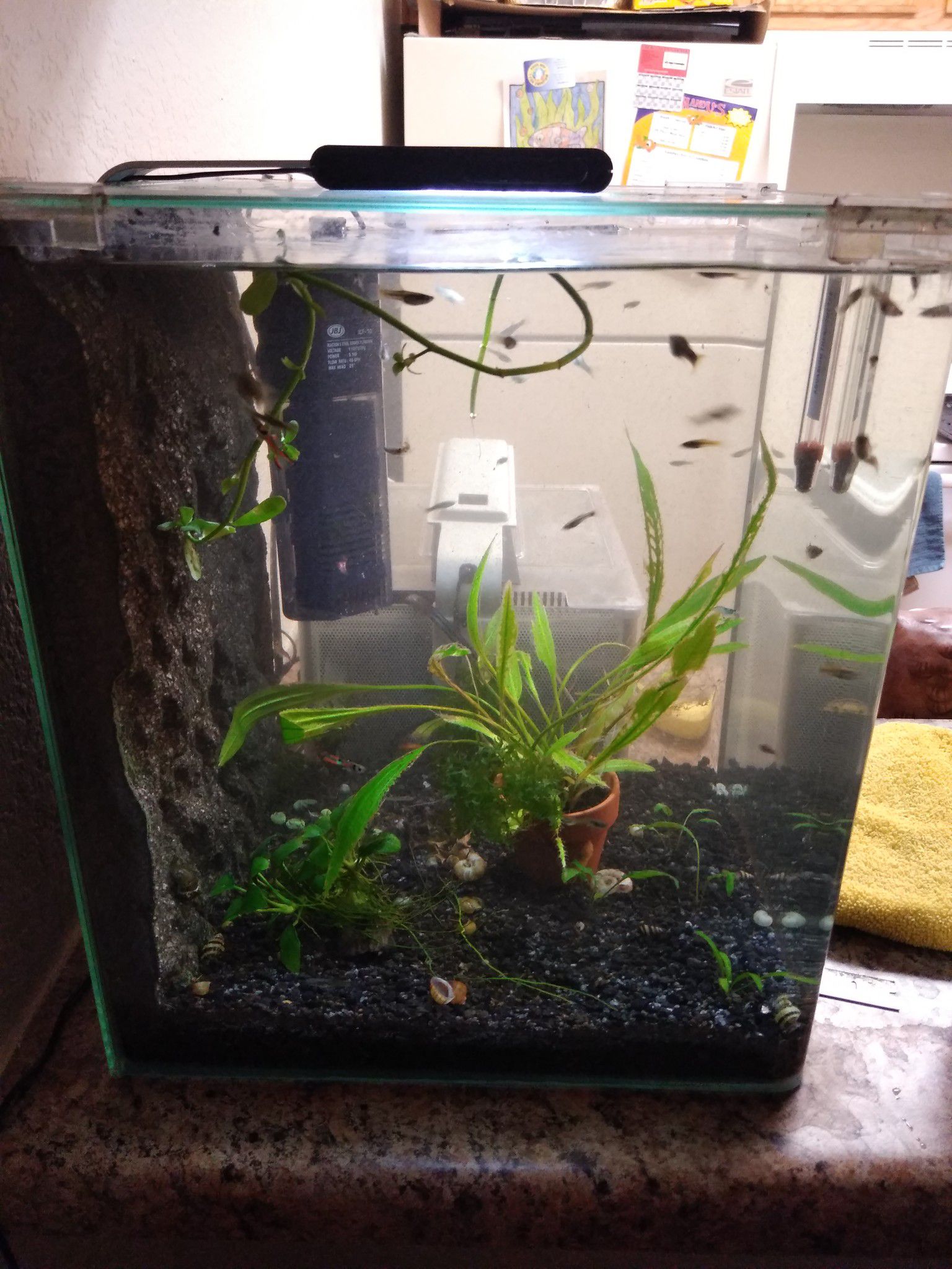 6 gallon rimless aquarium