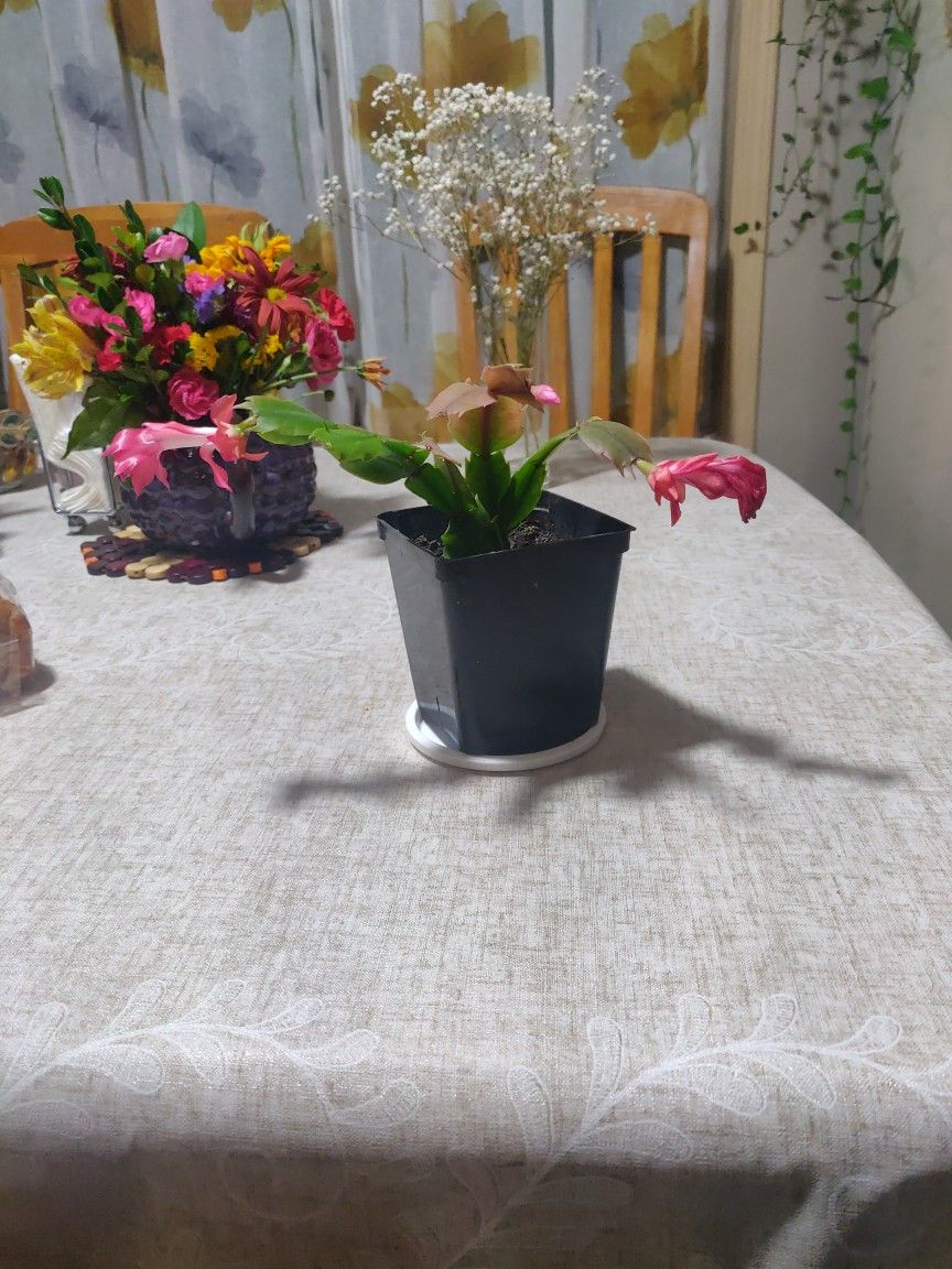 Plant