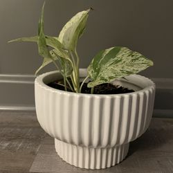 Ceramic Planter