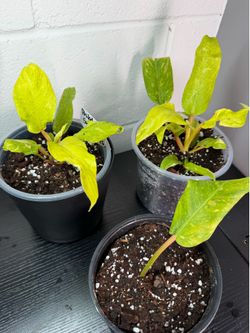Philodendron ( Thai Sunrise)
