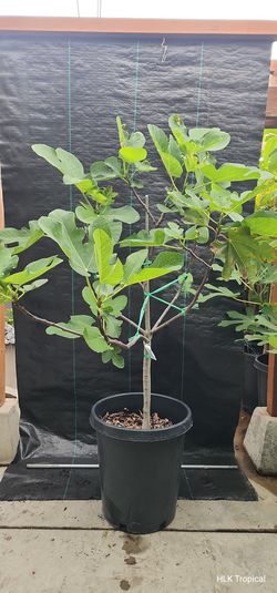 🌳 5ft Yellow Riverside Fig Tree (15 Gallon) - Already Fruiting! 🍐