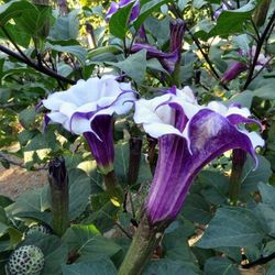 Seeds: Datura 'Purple Ballerina' - 2 Grams of Seed
