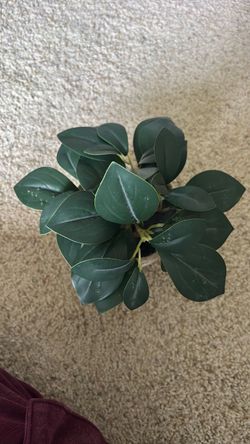 Fake plant