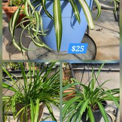 Large Spider Plants with multiple pups