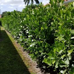 Clusias Tall Full Green  Fertilized  Ready For Planting Instant Privacy Hedge  Same Day Transportation 
