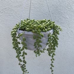 String Of Tears Succulent Plant 