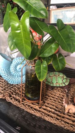 Plant in a bottle $17.00