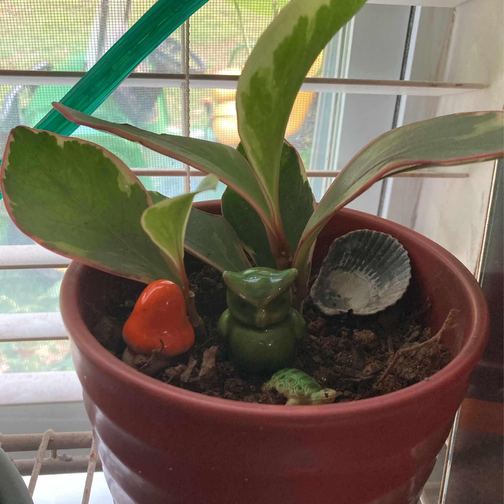 Succulent