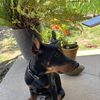 gustavo