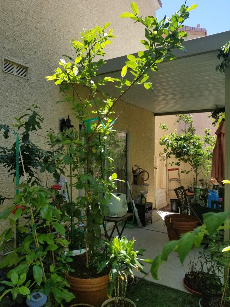 Guava tree/ Ruby Supreme Guava 