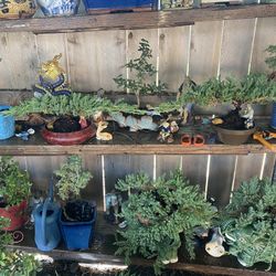 Bonsai Plants $40 And Up Japanese Garden Junipers, Japanese Maple, Dwarf, Pomegranate, Etc.