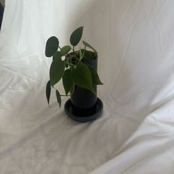 Heart-Leaf Philodendron in Recycled Wine Bottle Pot - Unique & Handmade