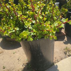 Beautiful plant