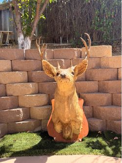 Taxidermy/ deer mount /Buck