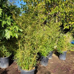 Bamboo Tree