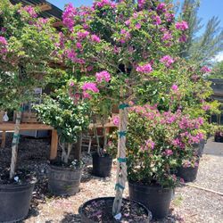 Purple Bougainvillea Tree 45gl💜
