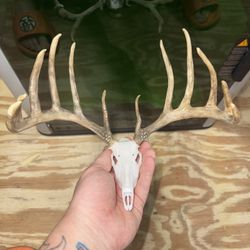Small Milo Hanson 3d Printed Euro Skull