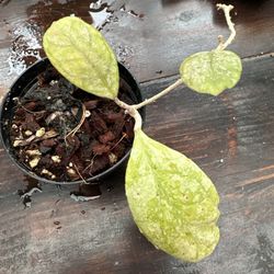 Deykeae X Chicken Farm 4” Pot - Shipping Available 