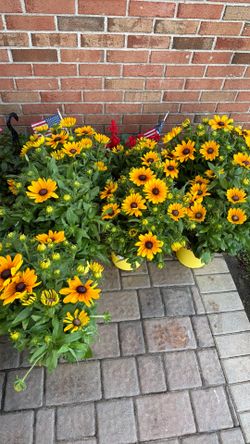 Flowers for Sale $10 each (Black Eyed Susan)
