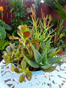 Decoration Suculents Plants Mix