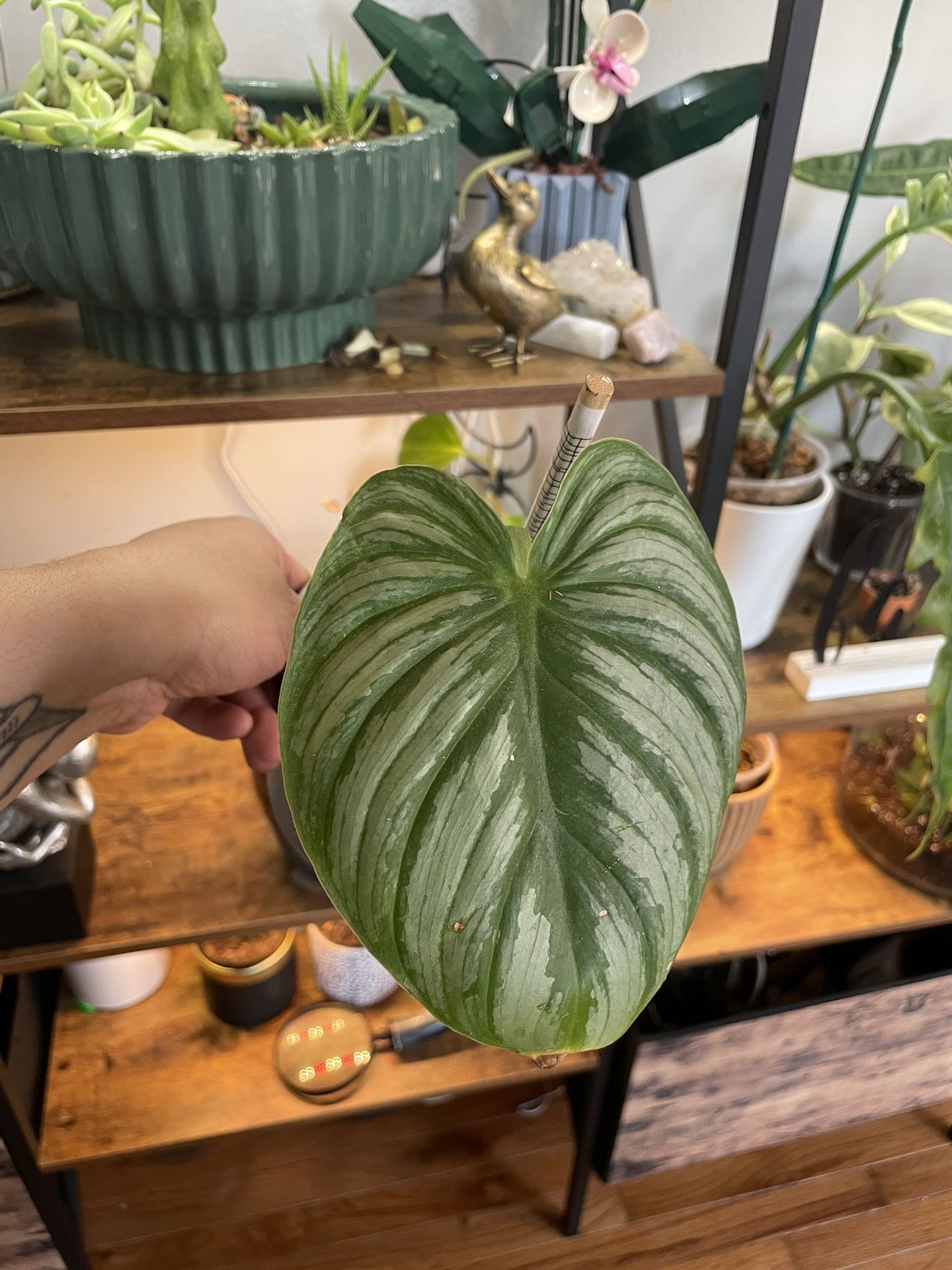 Philodendron Plowmanii