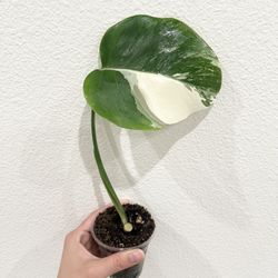 Albo Monstera 