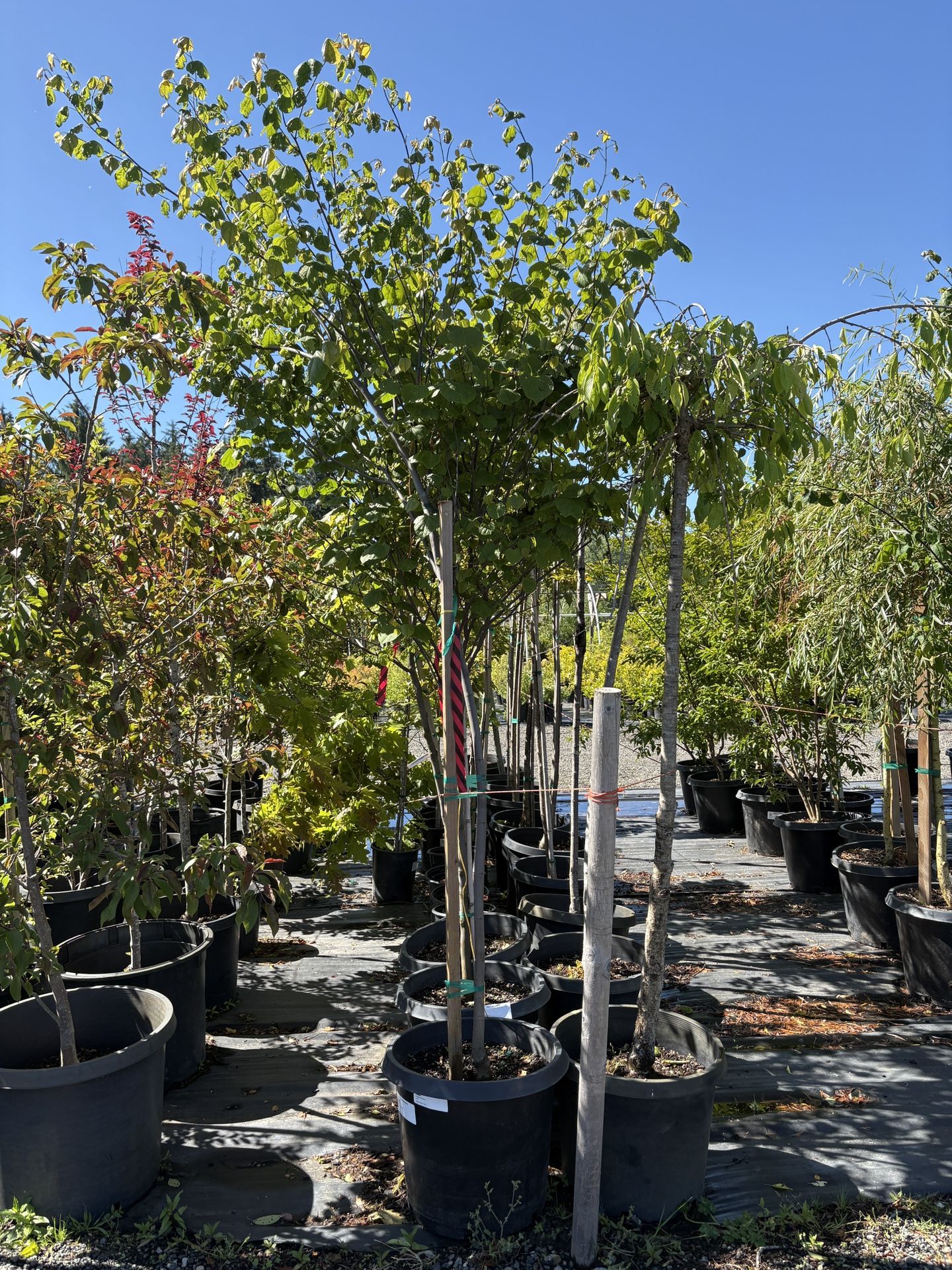 Eastern Redbud Trees