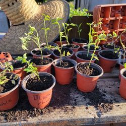 Vegetable Plants For Sale 