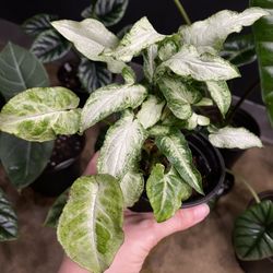 Syngonium Three Kings 