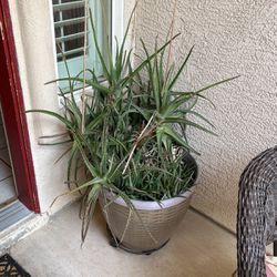 2 Aloe Vera Plants Free In Pots