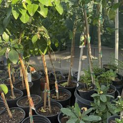 Ruby Red Grapefruit Trees 5F The Tall $60 Each Price Firm 