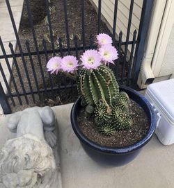Ornamental Cactus