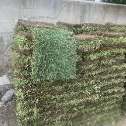 Sod Grass And Sprinklers 