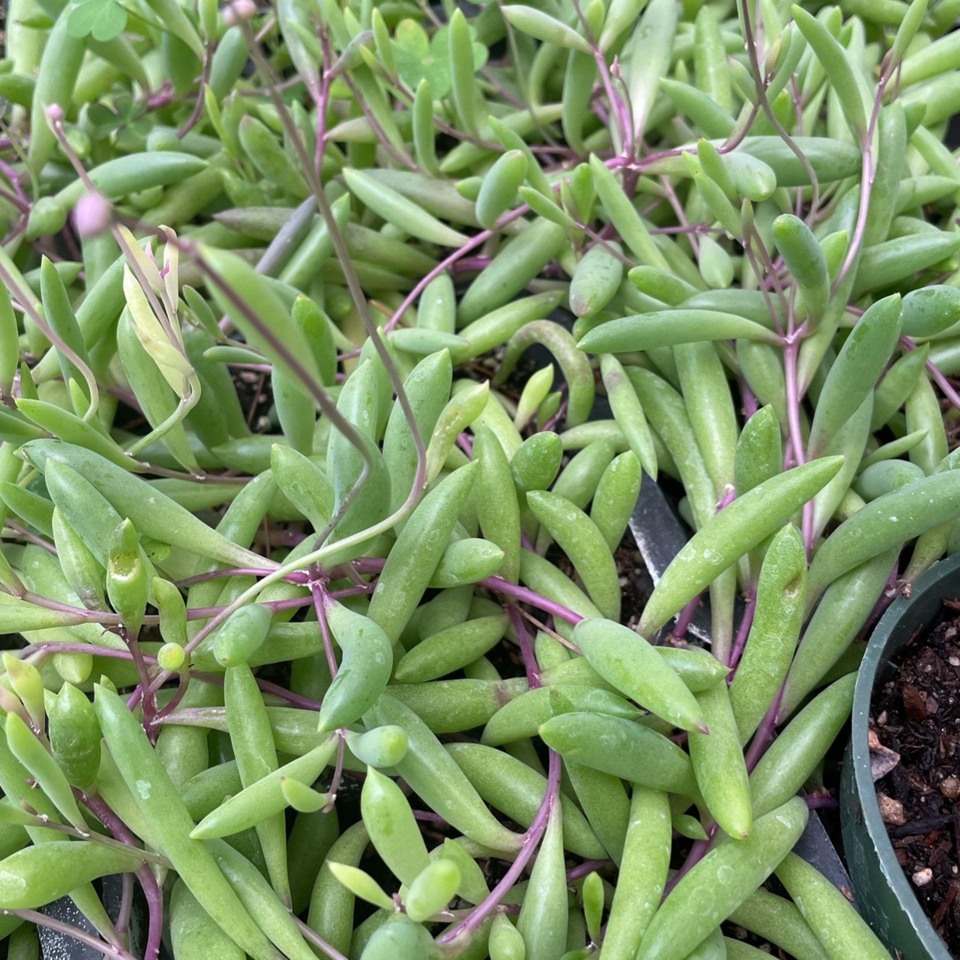 String Of Pickle Plant Onsale