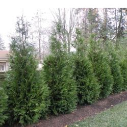 I Plant Greengiand Tree 