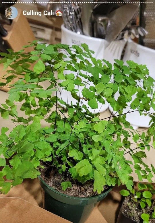 Maidenhair Ferns And Terrariums 