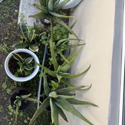 Aloe Vera , Órgano. Lemon Tree 