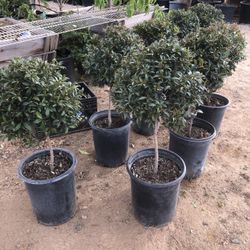 Topiary Bonsai  $35 Each 