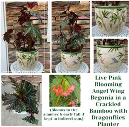 Live Pink Blooming Angel Wing Begonia in a Crackled Bamboo with Dragonflies Planter