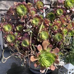 Pair Of Large Double Headed Echevarria Pots
