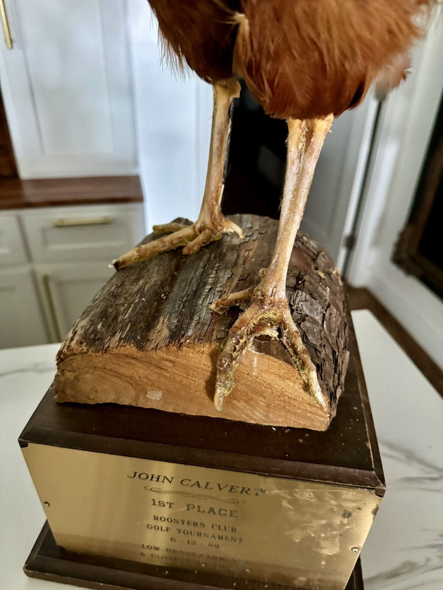Rooster Taxidermy/ Trophy