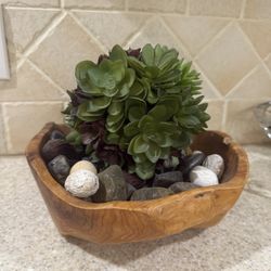 Decorative Succulent Plant