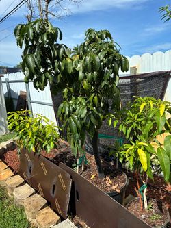 Kohala Longan in 15 gallon pot