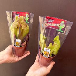 3” pitcher plants ( price is for each )