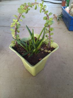 Mixed Succulent Arrangement in Green Ceramic Pot