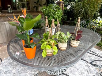 Indoor plant $5 each must buy all